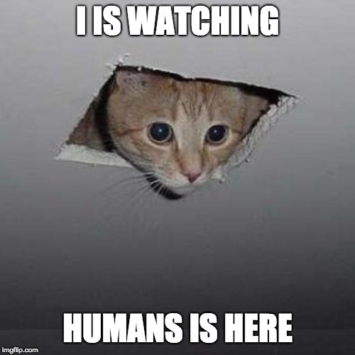 Ceiling Cat | I IS WATCHING; HUMANS IS HERE | image tagged in memes,ceiling cat | made w/ Imgflip meme maker