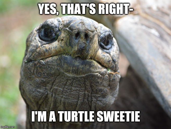 Tortoise | YES, THAT'S RIGHT-; I'M A TURTLE SWEETIE | image tagged in tortoise | made w/ Imgflip meme maker