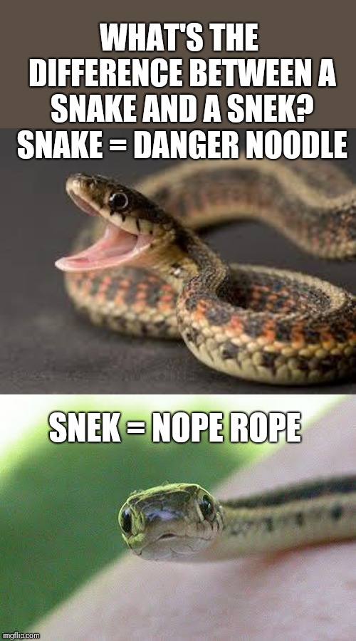 Difference between a Snake and a Snek | WHAT'S THE DIFFERENCE BETWEEN A SNAKE AND A SNEK? SNAKE = DANGER NOODLE; SNEK = NOPE ROPE | image tagged in warning snake,snek,snake,funny memes | made w/ Imgflip meme maker