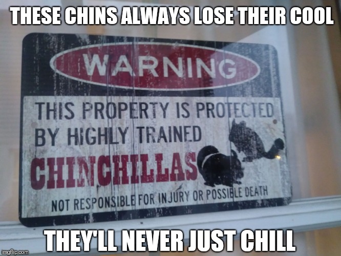 Not cool chinchillas | THESE CHINS ALWAYS LOSE THEIR COOL; THEY'LL NEVER JUST CHILL | image tagged in chinchilla ninjas | made w/ Imgflip meme maker