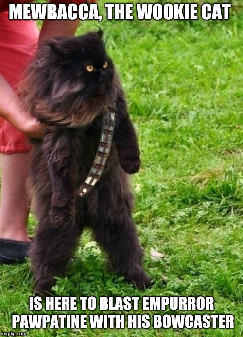 Mewbacca, the Wookie cat | MEWBACCA, THE WOOKIE CAT; IS HERE TO BLAST EMPURROR PAWPATINE WITH HIS BOWCASTER | image tagged in chewbacca,emperor palpatine,cats,memes,star wars | made w/ Imgflip meme maker