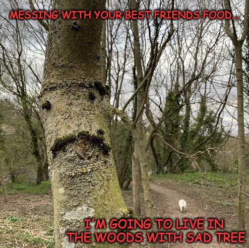 Going to live in Snake’s Wood with Sad Tree... | MESSING WITH YOUR BEST FRIENDS FOOD... I'M GOING TO LIVE IN THE WOODS WITH SAD TREE | made w/ Imgflip meme maker