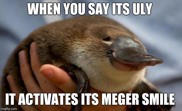 Happy Platypus | WHEN YOU SAY ITS ULY; IT ACTIVATES ITS MEGER SMILE | image tagged in happy platypus | made w/ Imgflip meme maker