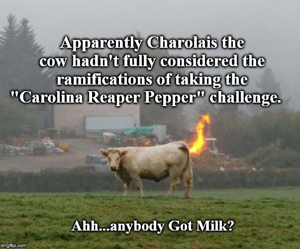 Steer clear of the rear! | Apparently Charolais the cow hadn't fully considered the ramifications of taking the "Carolina Reaper Pepper" challenge. Ahh...anybody Got Milk? | image tagged in dumpster fire | made w/ Imgflip meme maker