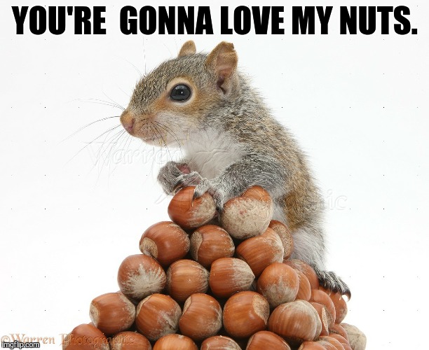 Gray Squirrel with pile of nuts | YOU'RE  GONNA LOVE MY NUTS. | image tagged in gray squirrel with pile of nuts | made w/ Imgflip meme maker