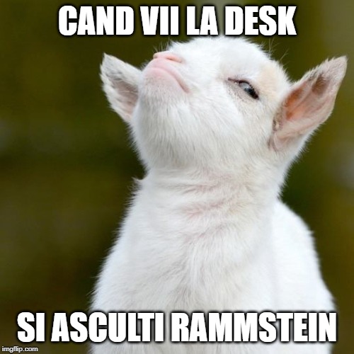 CAND VII LA DESK; SI ASCULTI RAMMSTEIN | image tagged in suspicious lamb | made w/ Imgflip meme maker