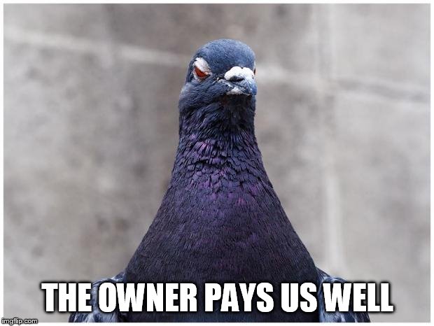 Hatred Pigeon | THE OWNER PAYS US WELL | image tagged in hatred pigeon | made w/ Imgflip meme maker