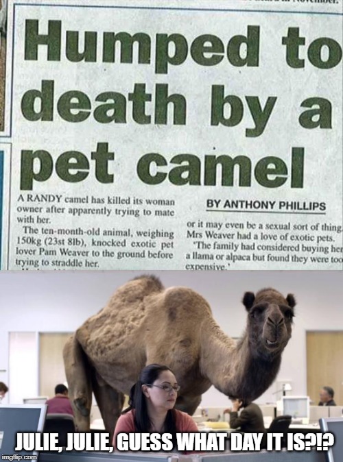 Must've Been a Wednesday... | JULIE, JULIE, GUESS WHAT DAY IT IS?!? | image tagged in hump day camel | made w/ Imgflip meme maker