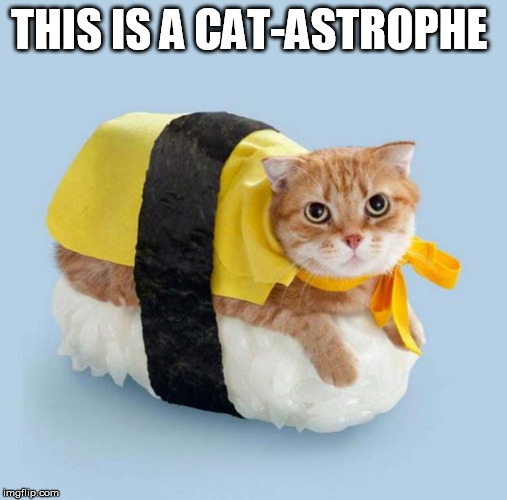 Cat Sushi | THIS IS A CAT-ASTROPHE | image tagged in cat sushi | made w/ Imgflip meme maker