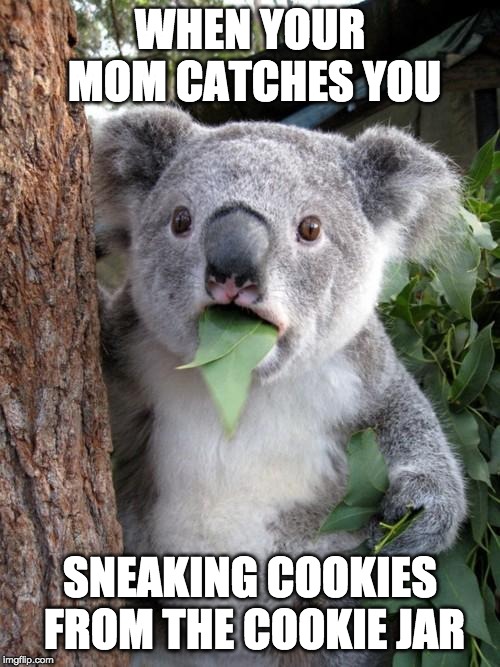 Surprised Koala Meme | WHEN YOUR MOM CATCHES YOU; SNEAKING COOKIES FROM THE COOKIE JAR | image tagged in memes,surprised koala | made w/ Imgflip meme maker