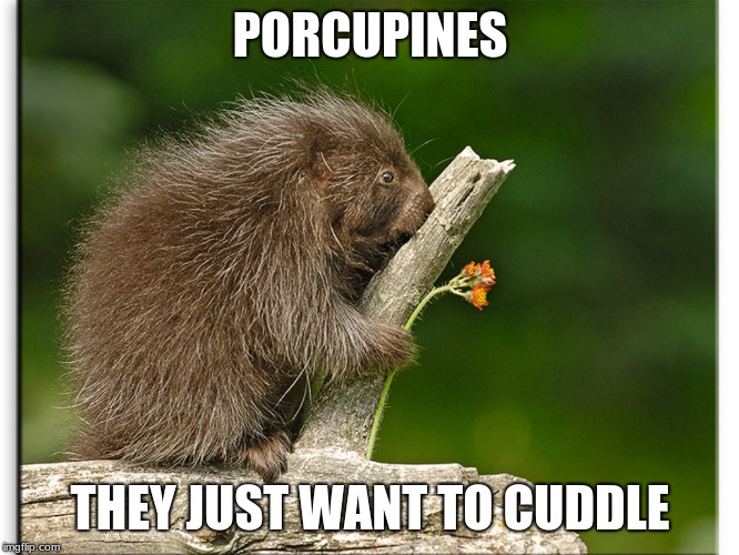 Cuddle Buddy | PORCUPINES; THEY JUST WANT TO CUDDLE | image tagged in porcupine,cuddling,oh hell no,spines,death by cuteness | made w/ Imgflip meme maker