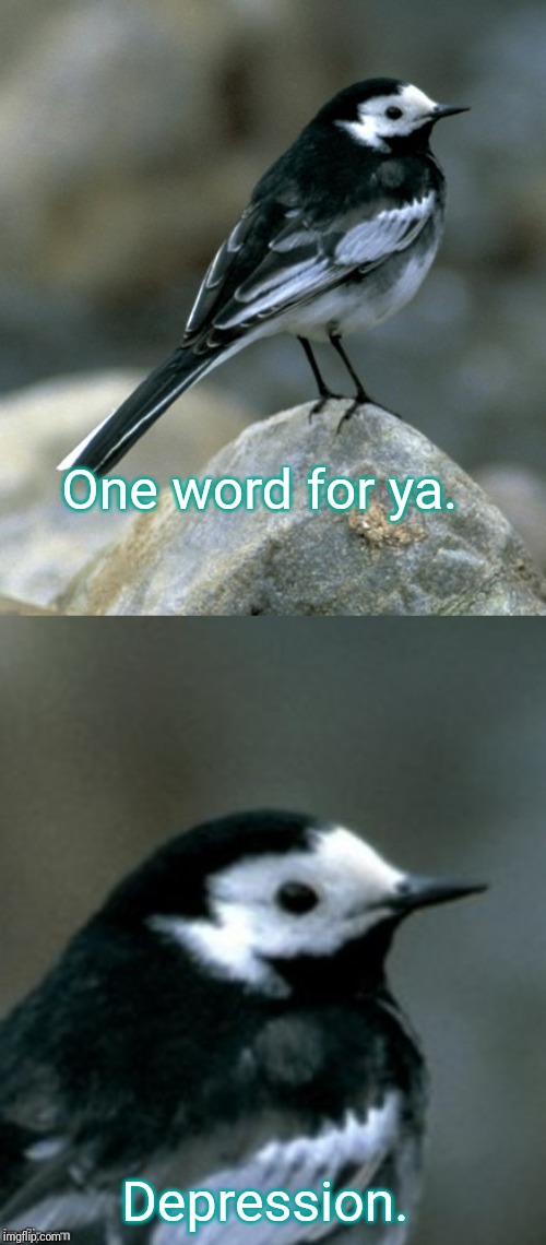 Clinically Depressed Pied Wagtail | One word for ya. Depression. | image tagged in clinically depressed pied wagtail | made w/ Imgflip meme maker