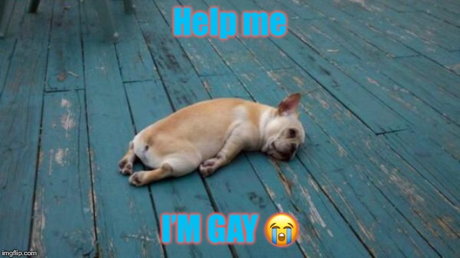 tired dog | Help me; I’M GAY 😭 | image tagged in tired dog | made w/ Imgflip meme maker