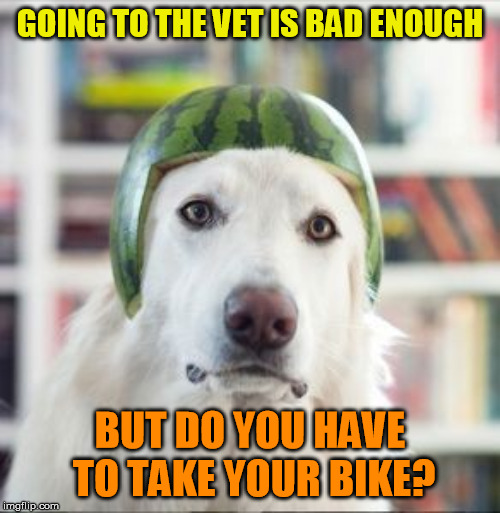 Eco-helmet | GOING TO THE VET IS BAD ENOUGH; BUT DO YOU HAVE TO TAKE YOUR BIKE? | image tagged in memes,dog,watermelon,helmet | made w/ Imgflip meme maker