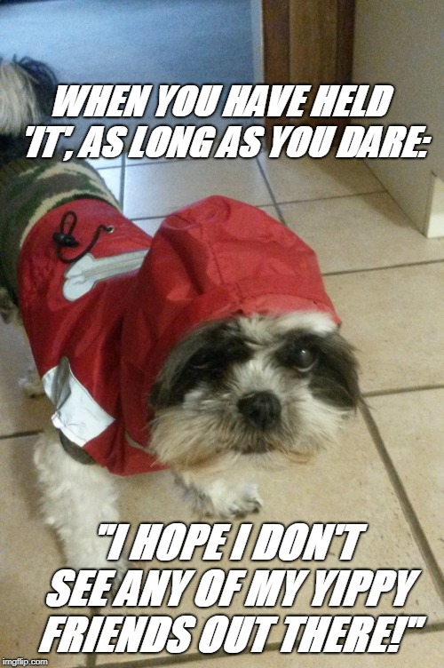 WHEN YOU HAVE HELD 'IT',
AS LONG AS YOU DARE:; "I HOPE I DON'T SEE ANY OF MY YIPPY FRIENDS OUT THERE!" | image tagged in ling-ling wears a raincoatand would rather not | made w/ Imgflip meme maker