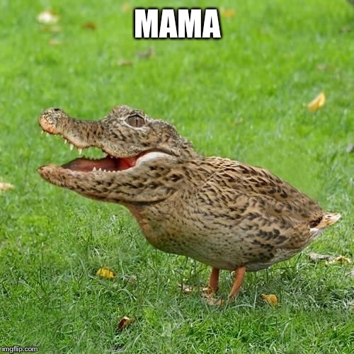 Crocoduck | MAMA | image tagged in crocoduck | made w/ Imgflip meme maker