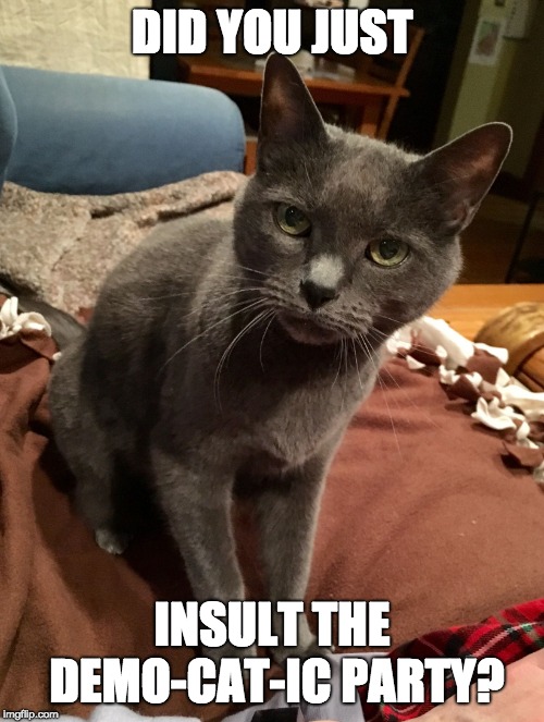 Excuse Me? Cat | DID YOU JUST; INSULT THE DEMO-CAT-IC PARTY? | image tagged in excuse me cat,cats,bad puns | made w/ Imgflip meme maker