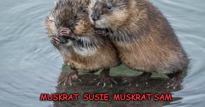Suzie and Sam anthropomorphic muskrats... | MUSKRAT  SUSIE, MUSKRAT SAM | made w/ Imgflip meme maker
