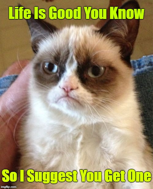Grumpy Cat | Life Is Good You Know; So I Suggest You Get One | image tagged in memes,grumpy cat | made w/ Imgflip meme maker