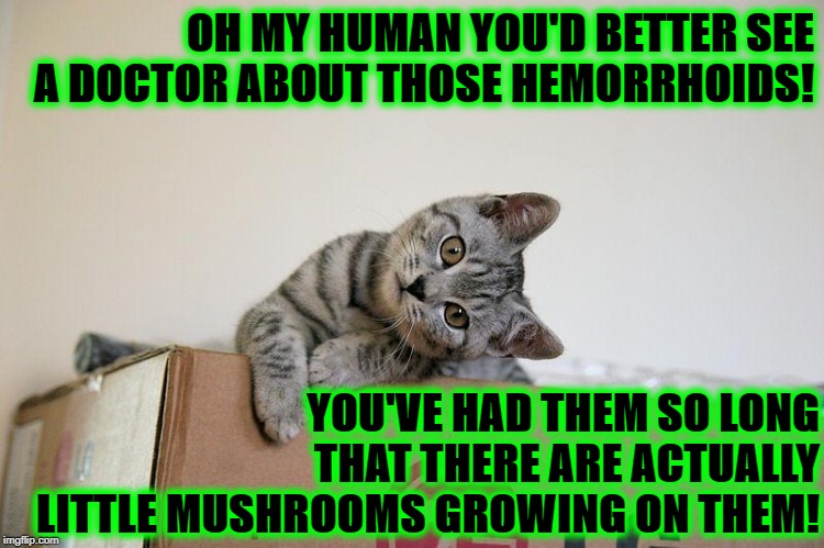 YOU'D BETTER | OH MY HUMAN YOU'D BETTER SEE A DOCTOR ABOUT THOSE HEMORRHOIDS! YOU'VE HAD THEM SO LONG THAT THERE ARE ACTUALLY LITTLE MUSHROOMS GROWING ON THEM! | image tagged in you'd better | made w/ Imgflip meme maker