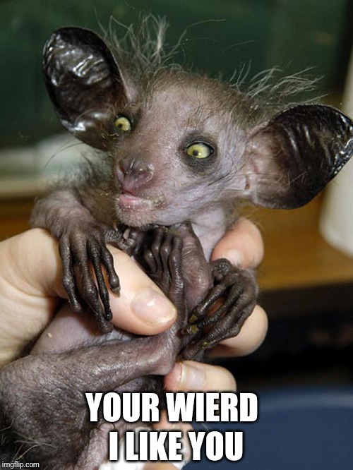 YOUR WIERD; I LIKE YOU | image tagged in goofy,funny,not today,laugh,animals | made w/ Imgflip meme maker