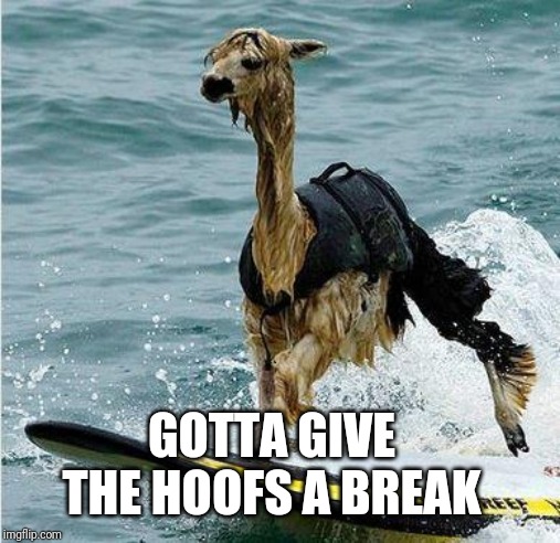 This Llama is surfing | GOTTA GIVE THE HOOFS A BREAK | image tagged in this llama is surfing | made w/ Imgflip meme maker