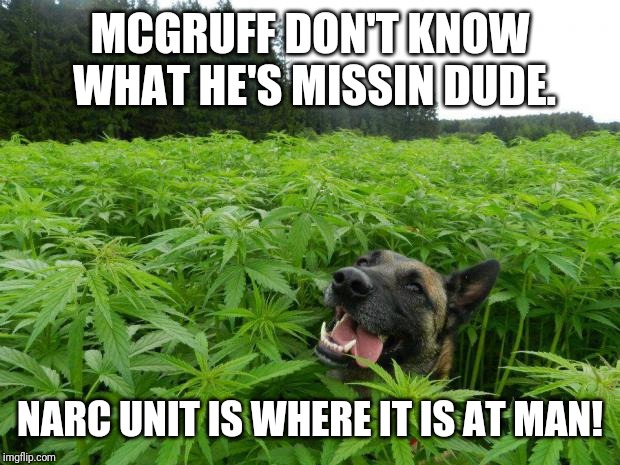 weed policedog | MCGRUFF DON'T KNOW WHAT HE'S MISSIN DUDE. NARC UNIT IS WHERE IT IS AT MAN! | image tagged in weed policedog | made w/ Imgflip meme maker