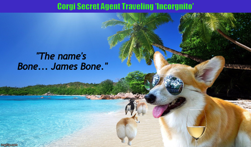 Corgi Secret Agent Traveling 'Incorgnito' | image tagged in corgi,secret agent,james bond,james bone,dogs,memes | made w/ Imgflip meme maker