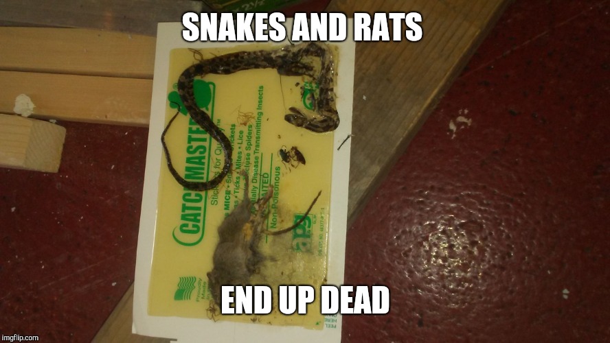 SNAKES AND RATS; END UP DEAD | image tagged in snakes and rats | made w/ Imgflip meme maker