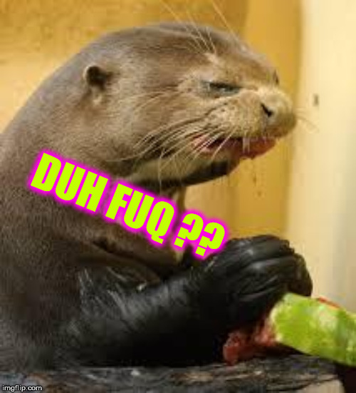 Disgusted Otter | DUH FUQ
?? | image tagged in disgusted otter | made w/ Imgflip meme maker