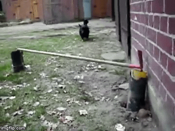 image tagged in gifs | made w/ Imgflip video-to-gif maker