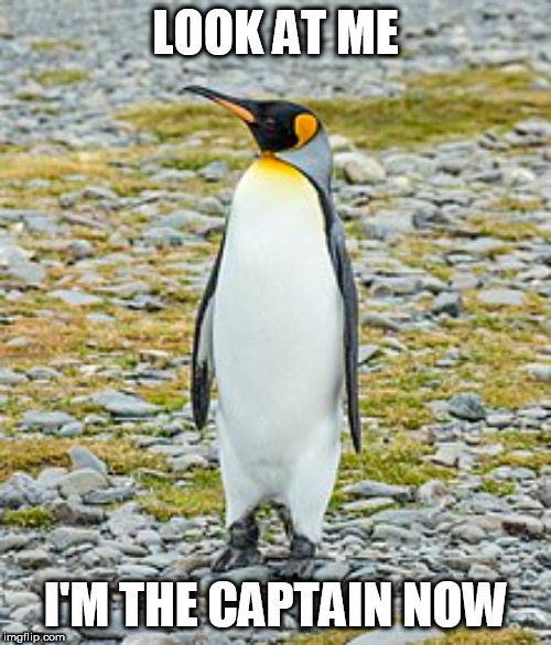 Inspirational Penguin | LOOK AT ME; I'M THE CAPTAIN NOW | image tagged in penguin,strong,self confident | made w/ Imgflip meme maker