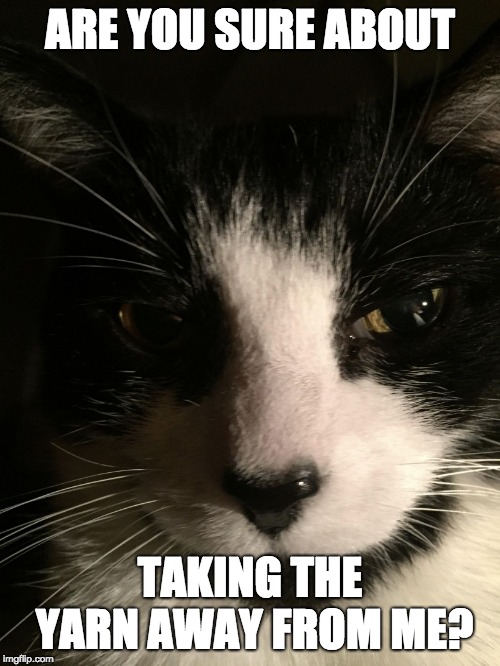 Skeptical Cat | ARE YOU SURE ABOUT; TAKING THE YARN AWAY FROM ME? | image tagged in skeptical cat | made w/ Imgflip meme maker