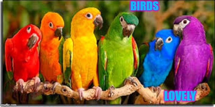BIRDS; LOVELY | image tagged in birds | made w/ Imgflip meme maker