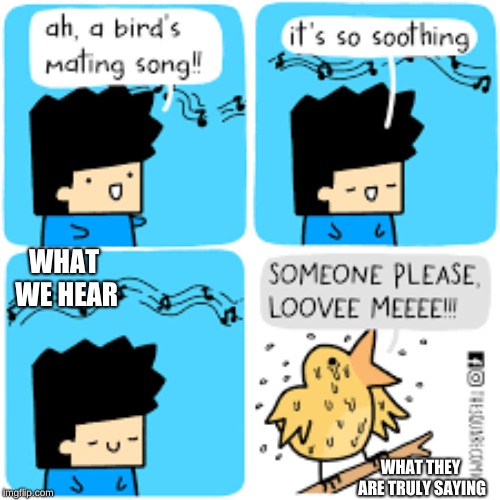 True Meaning of Mating Songs | WHAT WE HEAR; WHAT THEY ARE TRULY SAYING | image tagged in memes,funny,birds,mating songs | made w/ Imgflip meme maker