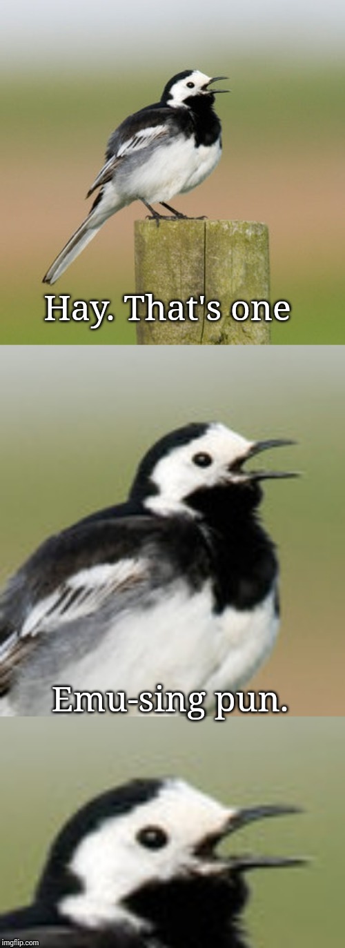 Bad Pun Flashtail | Hay. That's one Emu-sing pun. | image tagged in bad pun flashtail | made w/ Imgflip meme maker