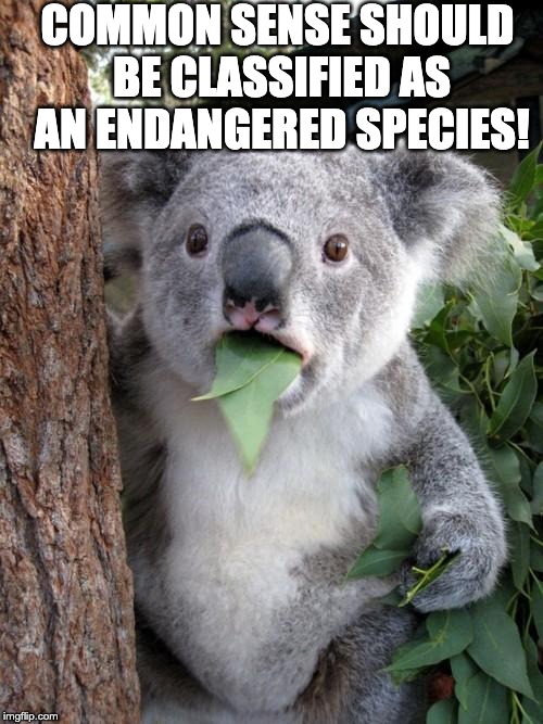 Common Sense Isn't So Common | COMMON SENSE SHOULD BE CLASSIFIED AS AN ENDANGERED SPECIES! | image tagged in memes,surprised koala,common sense | made w/ Imgflip meme maker