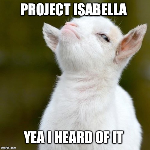 PROJECT ISABELLA; YEA I HEARD OF IT | image tagged in suspicious lamb | made w/ Imgflip meme maker