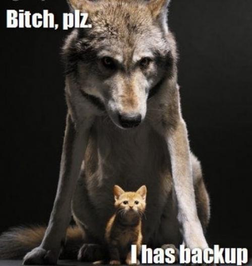 image tagged in cats,animals