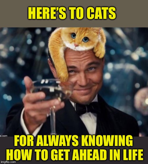 Cats know what to do | HERE’S TO CATS; FOR ALWAYS KNOWING HOW TO GET AHEAD IN LIFE | image tagged in leonardo dicaprio cheers,cats,winning,lifestyle,feeding,sleeping | made w/ Imgflip meme maker