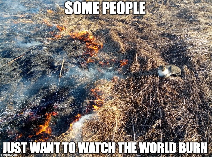 SOME PEOPLE; JUST WANT TO WATCH THE WORLD BURN | image tagged in cats,fire,funny | made w/ Imgflip meme maker