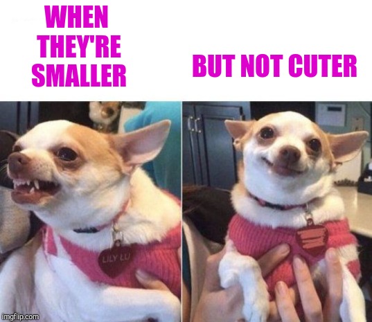 angry chihuahua happy chihuahua | WHEN THEY'RE SMALLER BUT NOT CUTER | image tagged in angry chihuahua happy chihuahua | made w/ Imgflip meme maker