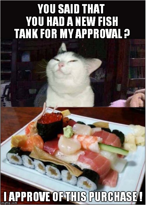 This Cat Loves New Fish Tank | YOU SAID THAT YOU HAD A NEW FISH TANK FOR MY APPROVAL ? I APPROVE OF THIS PURCHASE ! | image tagged in cats,sushi | made w/ Imgflip meme maker