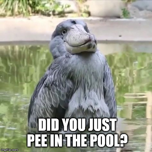 DID YOU JUST PEE IN THE POOL? | image tagged in memes | made w/ Imgflip meme maker