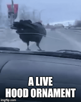 A LIVE HOOD ORNAMENT | image tagged in gifs | made w/ Imgflip video-to-gif maker