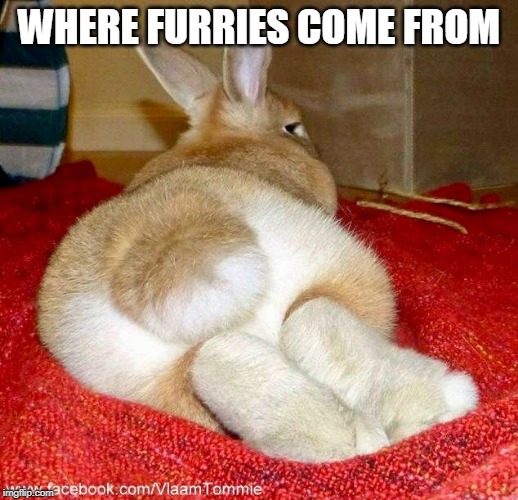 furries |  WHERE FURRIES COME FROM | image tagged in bunny,furries | made w/ Imgflip meme maker