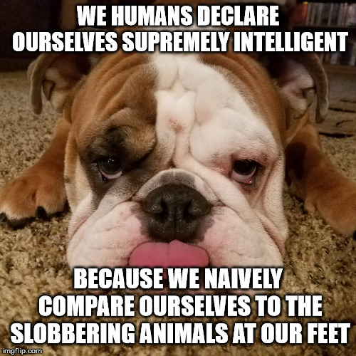 WE HUMANS DECLARE OURSELVES SUPREMELY INTELLIGENT; BECAUSE WE NAIVELY COMPARE OURSELVES TO THE SLOBBERING ANIMALS AT OUR FEET | made w/ Imgflip meme maker