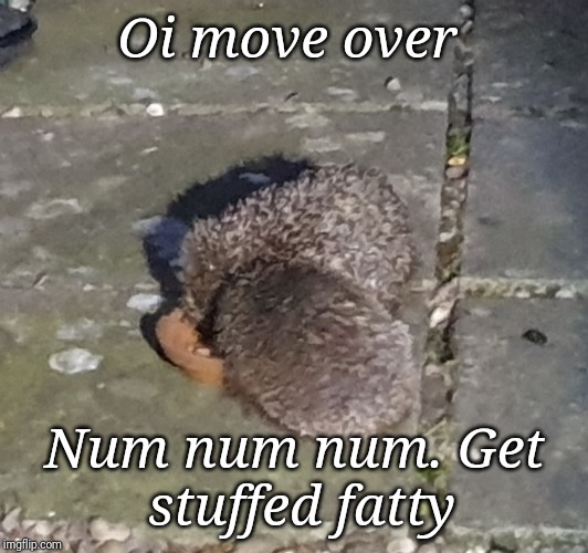 Oi move over; Num num num.
Get stuffed fatty | made w/ Imgflip meme maker