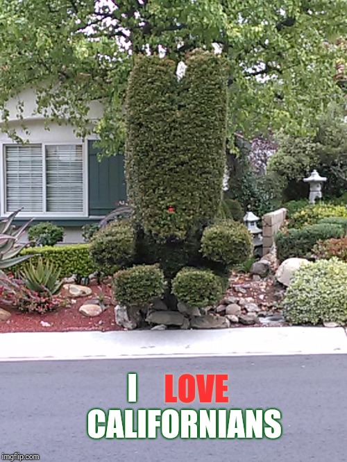 Bunny Bush In Camarillo | I                  CALIFORNIANS; LOVE | image tagged in california,cool,wicked,memes,bush,landscapes | made w/ Imgflip meme maker