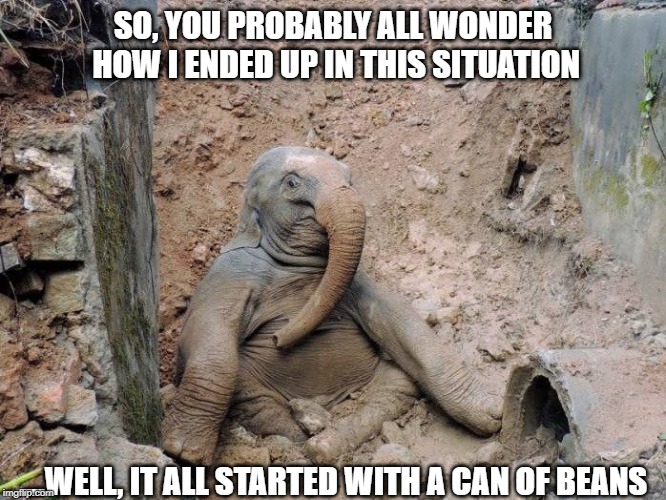 Baby Ellyfount | SO, YOU PROBABLY ALL WONDER HOW I ENDED UP IN THIS SITUATION; ...WELL, IT ALL STARTED WITH A CAN OF BEANS | image tagged in elephant,babyelephant,funny,weird | made w/ Imgflip meme maker